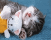 SLEEPING CAT