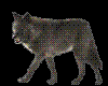Wolf 1 of 2