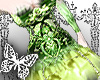 (R) Sugarplum Pixie