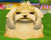 A&N ORANGE DOG