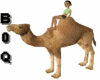 Camel arab ksa