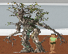 THE ENTS TREE