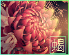 http://userimages05-akm.imvu.com/productdata/images_711a4a5eaf763fb15b6ab1c99dc0cbb0.gif