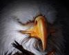 EAGLE KAY 3