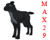Ashones Dog