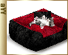 aYY- Cute animated american shorthair Kitten & black red Bed