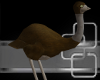 ostrich pet