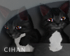 Black Kitten + 10 Sound