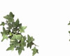 Ivy Buddy Frame