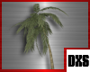 [DxS]Beach Palm tree