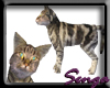 Romeo cat fully animated