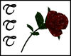 TTT Dew Drop Red Rose