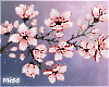 Big Sakura Blossoms