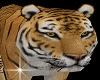 M / F perfect Tiger Pet
