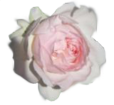 sticker_27808879_40426753