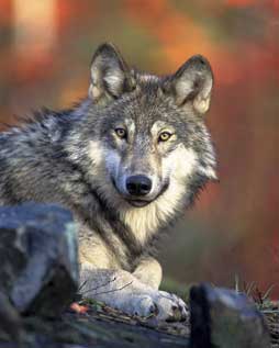 sticker_41056679_3
