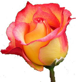 sticker_9694378_21434070