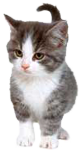 sticker_24915908_44731441
