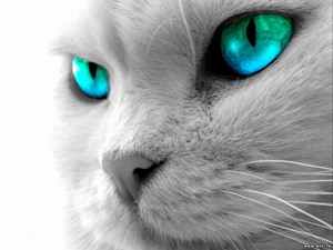 sticker_11101529_47577616