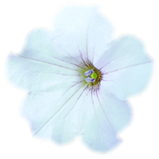 sticker_12455629_32622171