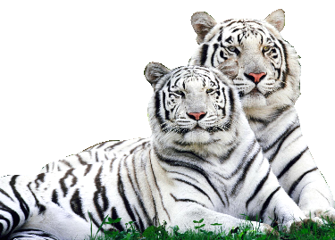 sticker_844334_14406612