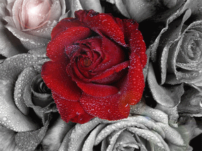 sticker_12498733_39293489