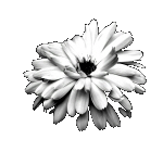 sticker_31149569_47497035