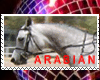 HORSE-ARABIAN