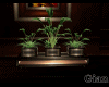 Green Plant 3