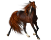 :Horse Beauty: {RH}