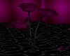 *pip. purple roses