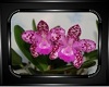 Pink Leopard Orchid Pict