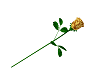 single gold rose