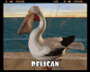 *Pelican