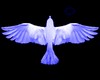light colombe bleu