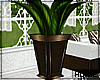 Home | Wicker Plant