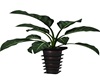 plant black vase