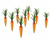 Carrots-No soil,Anim.