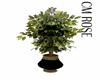 CMR/Ficus Plant