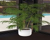 Indoor Potted Palm