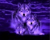 Family of Wolf's