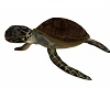 Ride On Sea Turtle
