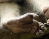 Monkey Feet F