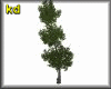 [KD] Big Tree Animated