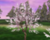 Japanese Garden