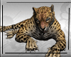 Leopard Pet F
