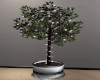 Ficus Tree w/Lights