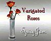 Roses in Vase Variegated
