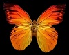 Butterfly Ore Orange