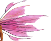 Pink Fairy Queen Wings